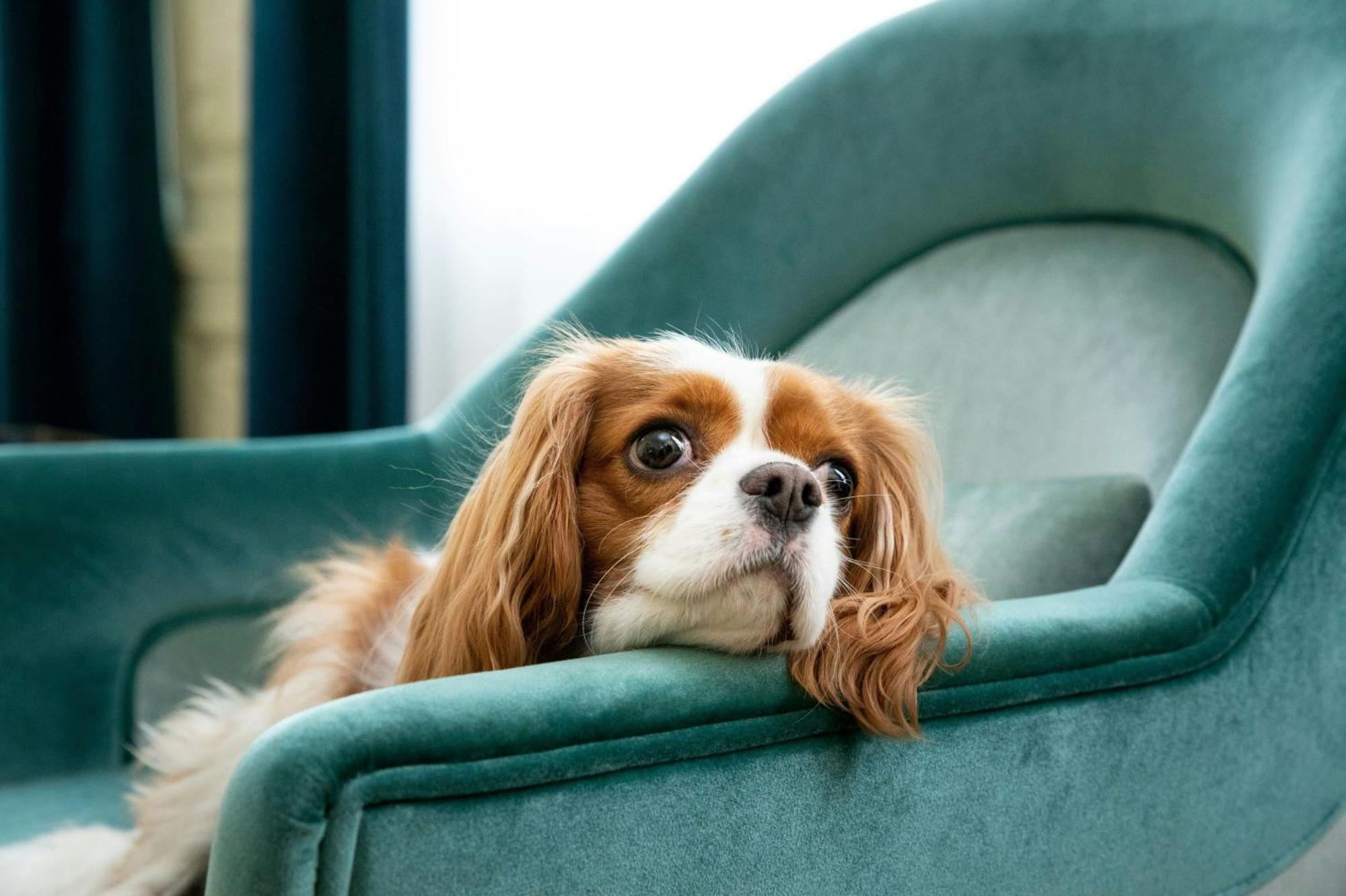 Sapphire House Antwerp, Autograph Collection By Marriott Hotell Eksteriør bilde Cavalier King Charles Spaniel